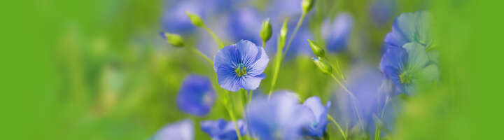 blumensamen kategorieeinstiegsbanner